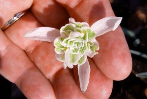 Photo of hand cupping a snowdrop.