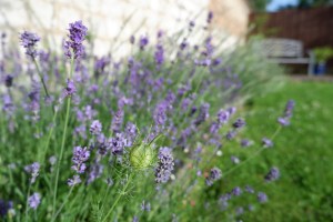 A border of lavender and nigella in the sunshine, in front of a garden wall with a bench in the background.